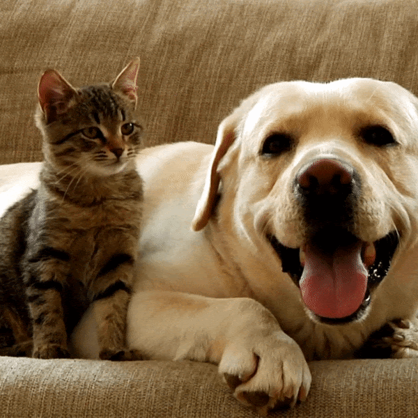 Your Pets Will Thank You For These...😻🐶