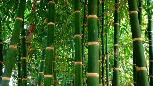 Why Are Bamboo Products Eco-friendly?