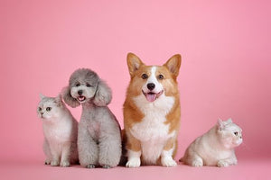 5 Sustainable Products for Your Pets