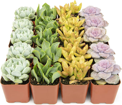20 pack 2 inch square Succulents