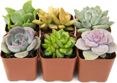 small real succulents Succulent Plants, Fully Rooted in Planter Pots with Soil – Eco Trade Company