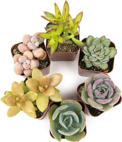 real succulents Succulent Plants, Fully Rooted in Planter Pots with Soil – Eco Trade Company