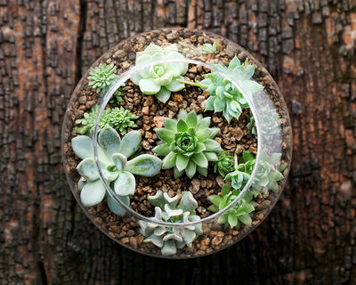 fully grown succulent plants Succulent Plants, Fully Rooted in Planter Pots with Soil – Eco Trade Company