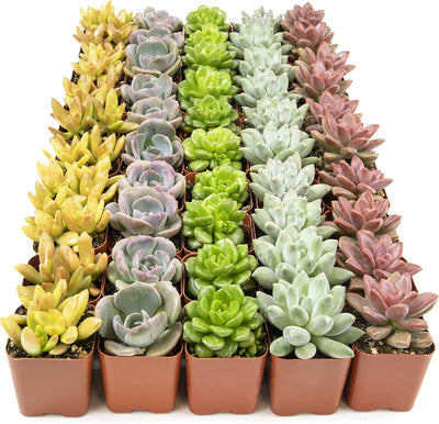 colorful succulents for sale Live Succulents Plants Bulk Plant Tray (50 Pack), Indoor Houseplants, in Cactus and Succulent Soil Mix, Kit Gifts by for Pets, Black